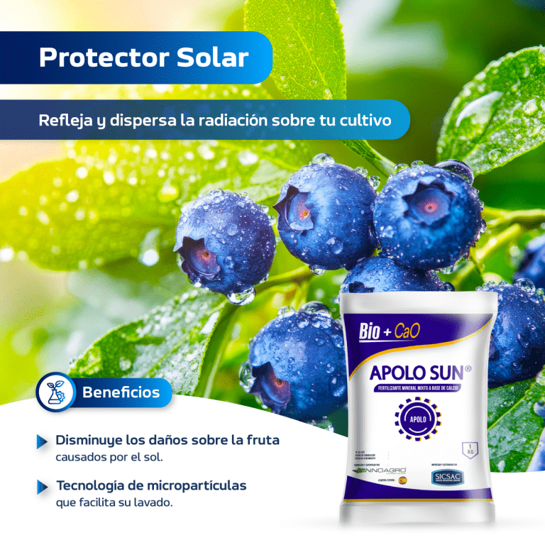 FLYER-INF.-APOLO-SUN-2025