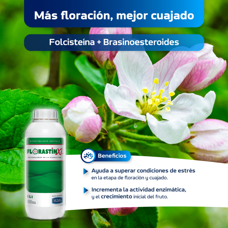 FLYER-INF.-FLORASTIN-XL